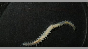 Tiny fighting worms make one of the loudest sounds in the ocean