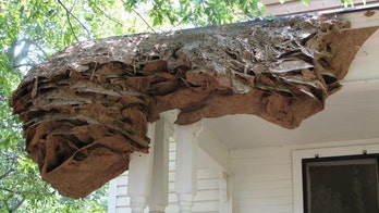 Alabama stung by 'super nests' housing up to 15,000 yellow jackets
