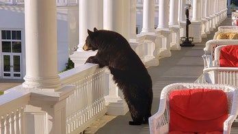 Black bear photographed enjoying sunrise at New Hampshire hotel