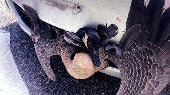 Goose survives after becoming stuck in grille of Papa John's delivery car following collision