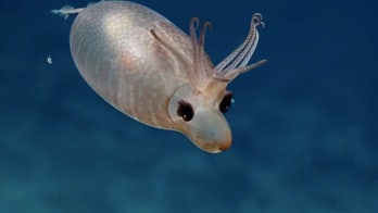Bloated 'piglet squid' captured on film