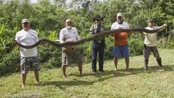 Massive 16-foot python with nest of 50 eggs removed from Florida Everglades