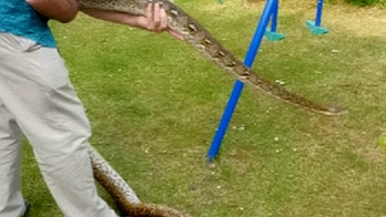 Massive 9-foot python that escaped last week found in neighbor's garden