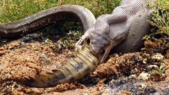 WARNING GRAPHIC IMAGES: Massive python swallows croc whole in ghastly pics