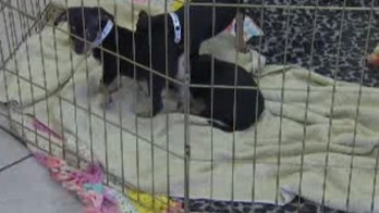 5 puppies found abandoned in duffel bag in an Arizona trash bin: officials