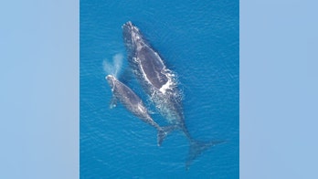 Some whales 'whisper' to their calves to evade predators