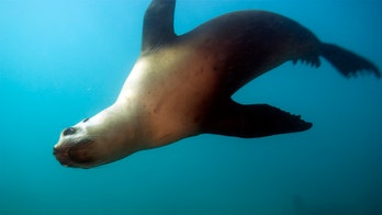 Sea lion deaths OK'd for Pacific Northwest as feds look to help threatened fish