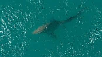 Shark bites girl, 16, who was boogie boarding on Florida vacation, reports say