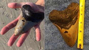 North Carolina man finds megalodon shark tooth buried on beach: ‘I’ll probably never find another one’