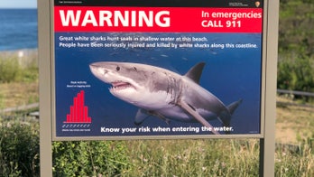 Spike in shark sightings off Cape Cod alarms swimmers, keeps them close to shore