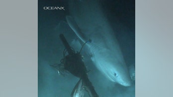 Mysterious deep-sea shark that's older than the dinosaurs captured on film