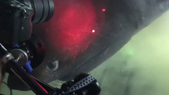 Diver has epic encounter with mysterious, elusive shark