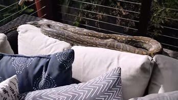 Family finds giant python snake sunbathing on their deck