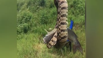 Man reels in fish with massive snake latched onto it