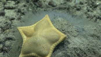 Starfish looks like ravioli, goes viral