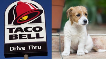 Couple seeks homes for foster puppies named after Taco Bell menu items