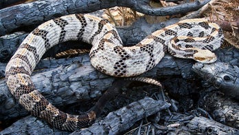 West Virginia rattlesnake expert dies after he's bitten by a Timber rattlesnake