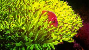 Stunning photo uncovers 'hidden light' of life deep in the ocean