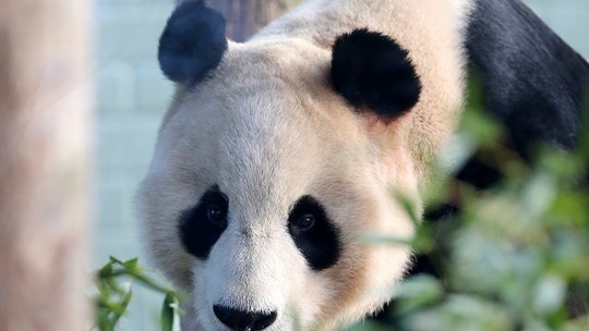 Giant panda suffers electric shock at Scottish zoo as horrified families watch