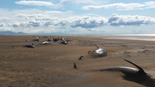 At least 50 dead pilot whales wash up on remote beach in Iceland