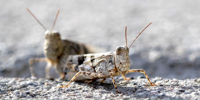 This Thursday, July 25, 2019, photo shows grasshoppers on a sidewalk outside the Las Vegas Sun offices in Henderson, Nev. A migration of mild-mannered grasshoppers sweeping through the Las Vegas area is being attributed to wet weather several months ago.