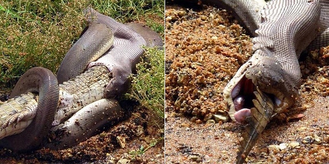 Anaconda Eating An Alligator