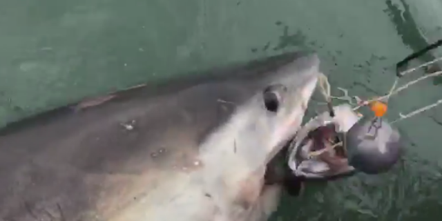 Great white shark gives San Francisco crew the thrill of lifetime