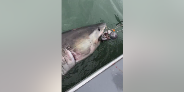 Fishermen catch great white shark near Alcatraz Island: 'It was like