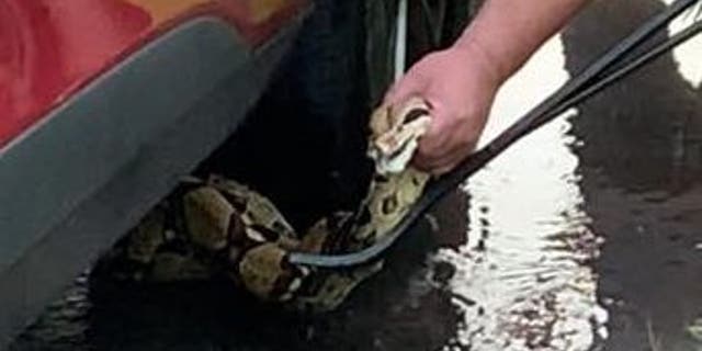 Connecticut police officers spent their Fourth of July wrangling a six-foot snake from underneath a vehicle in East Windsor.
