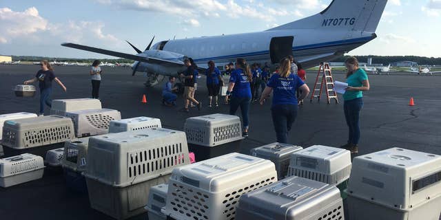 The animals were flown to Manassas Regional Airport in Virginia where they were then distributed to local animal shelters.