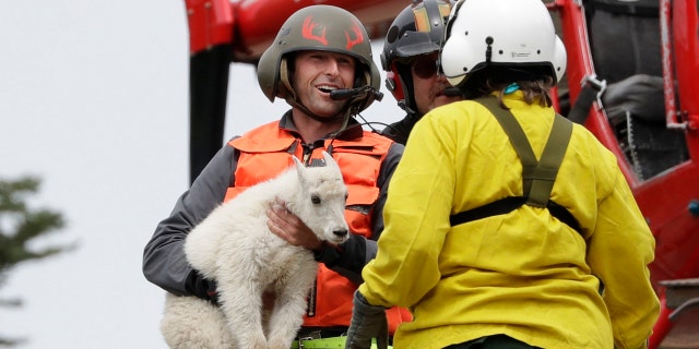 Derrick Halsey, a wildlife capture specialist known as a "mugger," hands off a kid mountain goat to Olympic National Park Wildlife Branch Chief Patti Happe Tuesday, July 9, 2019, after airlifting the goat and two others to Hurricane Ridge in the park near Port Angeles, Wash. (AP Photo/Elaine Thompson)