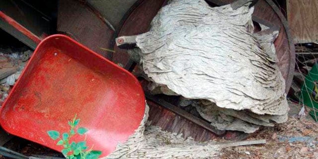 Alabama Officials Warn of Horrifying Wasp