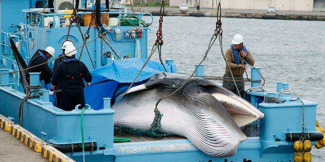 A whale is unloaded at a port in Kushiro, in the northernmost main island of Hokkaido, Monday, July 1, 2019. Japan is resuming commercial whaling after 31 years, meeting a long-cherished goal seen as a largely lost cause. Japan's six-month notice to withdraw from the International Whaling Commission took effect Sunday. (Masanori Takei/Kyodo News via AP)