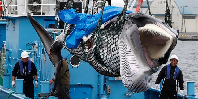 A whale is unloaded at a port in Kushiro, in the northernmost main island of Hokkaido, Monday, July 1, 2019. Japan is resuming commercial whaling after 31 years, meeting a long-cherished goal seen as a largely lost cause. Japan's six-month notice to withdraw from the International Whaling Commission took effect Sunday. (Masanori Takei/Kyodo News via AP)