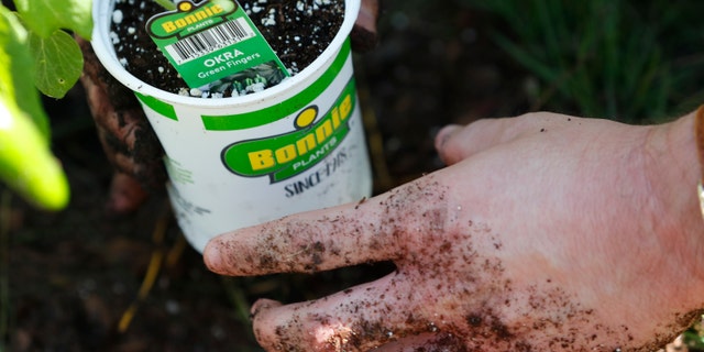 The homeowners held a ceremonial replanting of vegetables in their front yard as legislation to allow such gardens statewide went into effect July 1, following their long court battle to challenge a Village of Miami Shores' prohibition on front yard gardens. (AP Photo/Wilfredo Lee)
