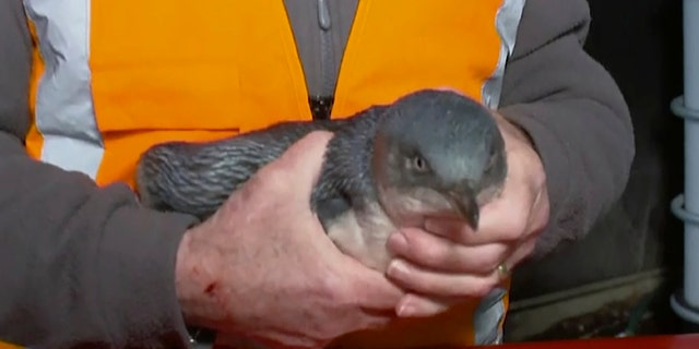 Police worked with the Department of Conservation and the Wellington Zoo to send the adventurous birds back to sea. (TVNZ via AP)