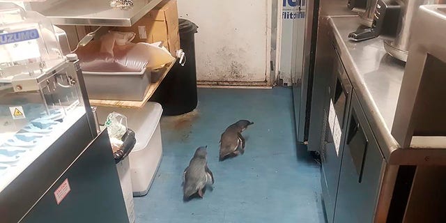 A pair of "vagrant" blue penguins have been forcibly removed after waddling into a New Zealand sushi shop and refusing to leave. (Shawnee Kim via AP)