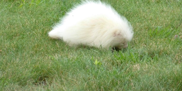 In this Tuesday, July 16, 2019, photo taken provided by the Seashore Trolley Museum, a rare albino porcupine waddles around near the Seashore Trolley Museum in Kennebunkport, Maine. The museum asked for help identifying the strange animal after it appeared on the grounds this week.