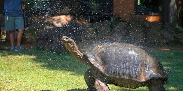 A Galapagos tortoise cools off in a shower of water from a zookeeper at the Oklahoma City Zoo, Thursday, July 18, 2019, in Oklahoma City.