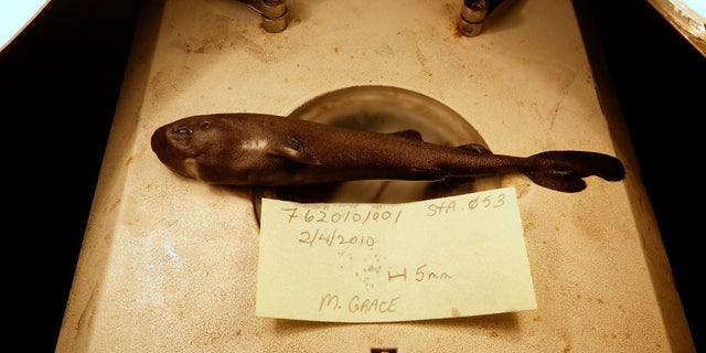 This image provided by National Oceanic Atmospheric Administration National Marine Fisheries Service Southeast Fisheries Science Center shows a 5.5-inch long rare pocket shark. A pocket-sized pocket shark found in the Gulf of Mexico has turned out to be a new species and one that squirts little glowing clouds into the ocean. (Mark Grace/National Oceanic Atmospheric Administration National Marine Fisheries Service Southeast Fisheries Science Center via AP, File)