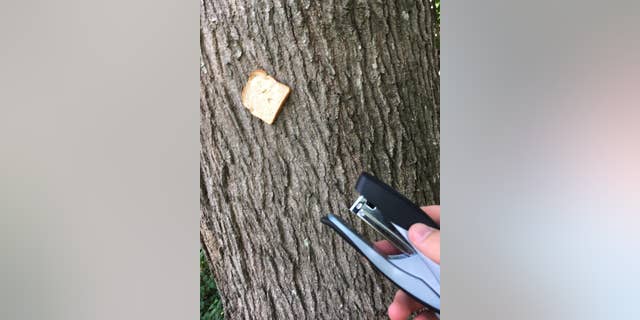 “I found a surprising amount of pride and identity in something as simple as stapling sliced bread to a worthy tree,” Reddit user TheSouthPawScrub tells Fox News