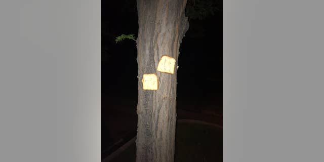 One user shared a photo of a double-breading given to a tree in Fort Collins, Colo.