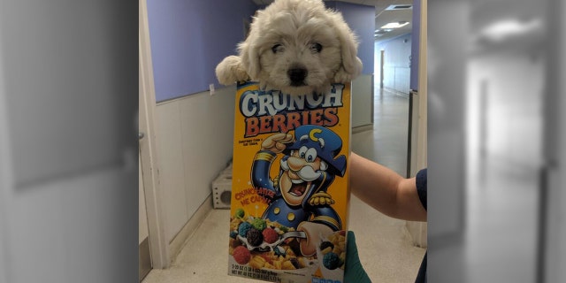 A 9-week-old puppy was discovered abandoned in a park and brought to an animal shelter in a cereal box.