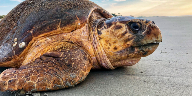 In this July 5, 2019, photo provided by the Georgia Department of Natural Resources, a loggerhead sea turtle returns to the ocean after nesting on Ossabaw Island, Ga. The giant, federally protected turtles are having an egg-laying boom on beaches in Georgia, South Carolina and North Carolina, where scientists have counted record numbers of nests this summer. (Georgia Department of Natural Resources via WHD)