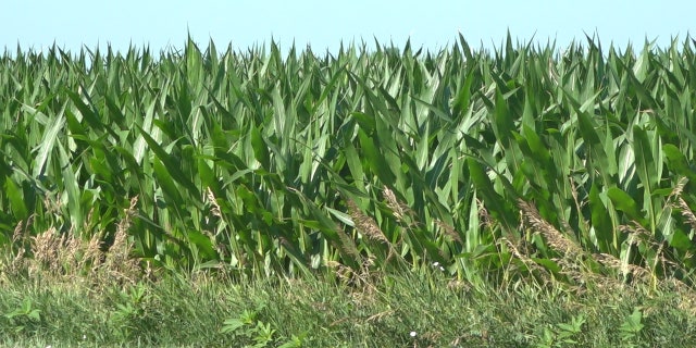 A cornfield located in Grimes, Iowa. Iowa leads the nation in ethanol production, with 39 percent of the corn grown in Iowa going to create nearly 30 percent of all American ethanol, according to Iowa Corn.
