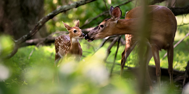 The man, from New Mexico, apologized on social media, claiming his dog usually only chases rabbits and squirrels.