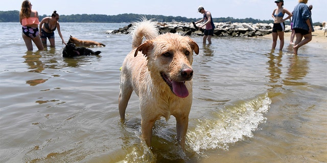 Finnegan playing at the dog beach at Quiet Waters Park in Annapolis, Md., on Saturday. The National Weather Service said "a dangerous heat wave" was expected to break record highs in some places, particularly for nighttime. (AP Photo/Susan Walsh)