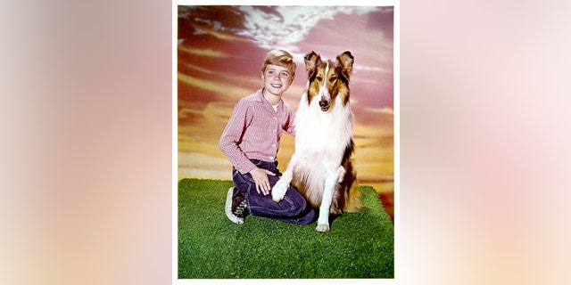 Jon Provost and Lassie in publicity portrait for the television series "Lassie," 1954. (Photo by CBS/Getty Images)