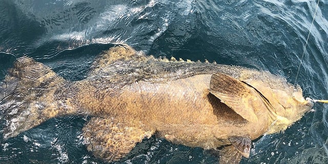 “I’ve never seen people so excited in my life as those folks that got off the boat after they caught that monster fish," the owner of Silver King Charters told Fox News.