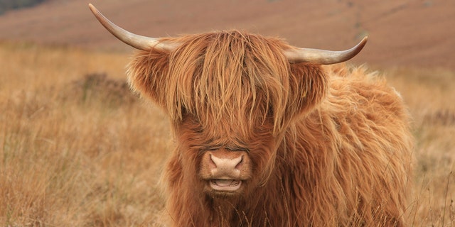 The case between the Allens and the Hargreaves involved a herd of Highland cattle.